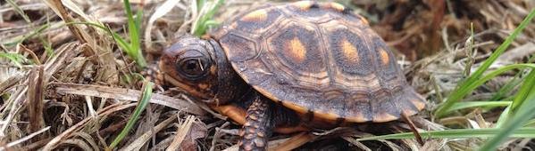 Turtle crawling through the grass